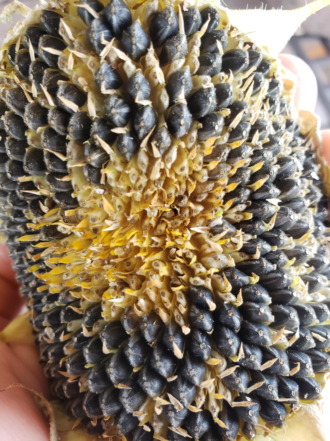 A sunflower seed head, close up.